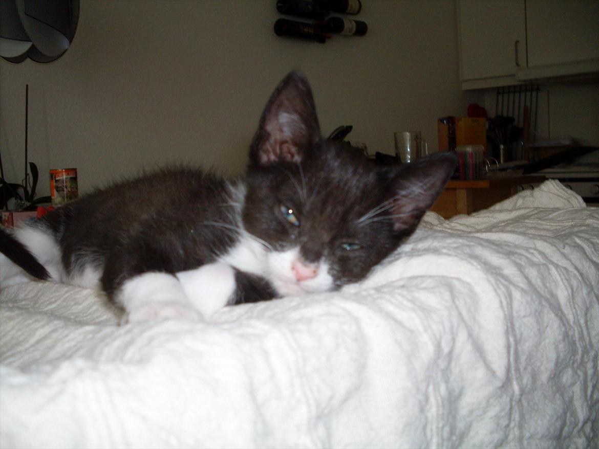 Huskat Nala  billede 7