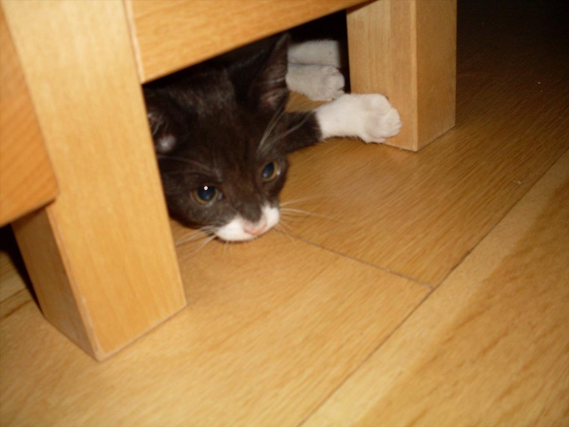 Huskat Nala  billede 8