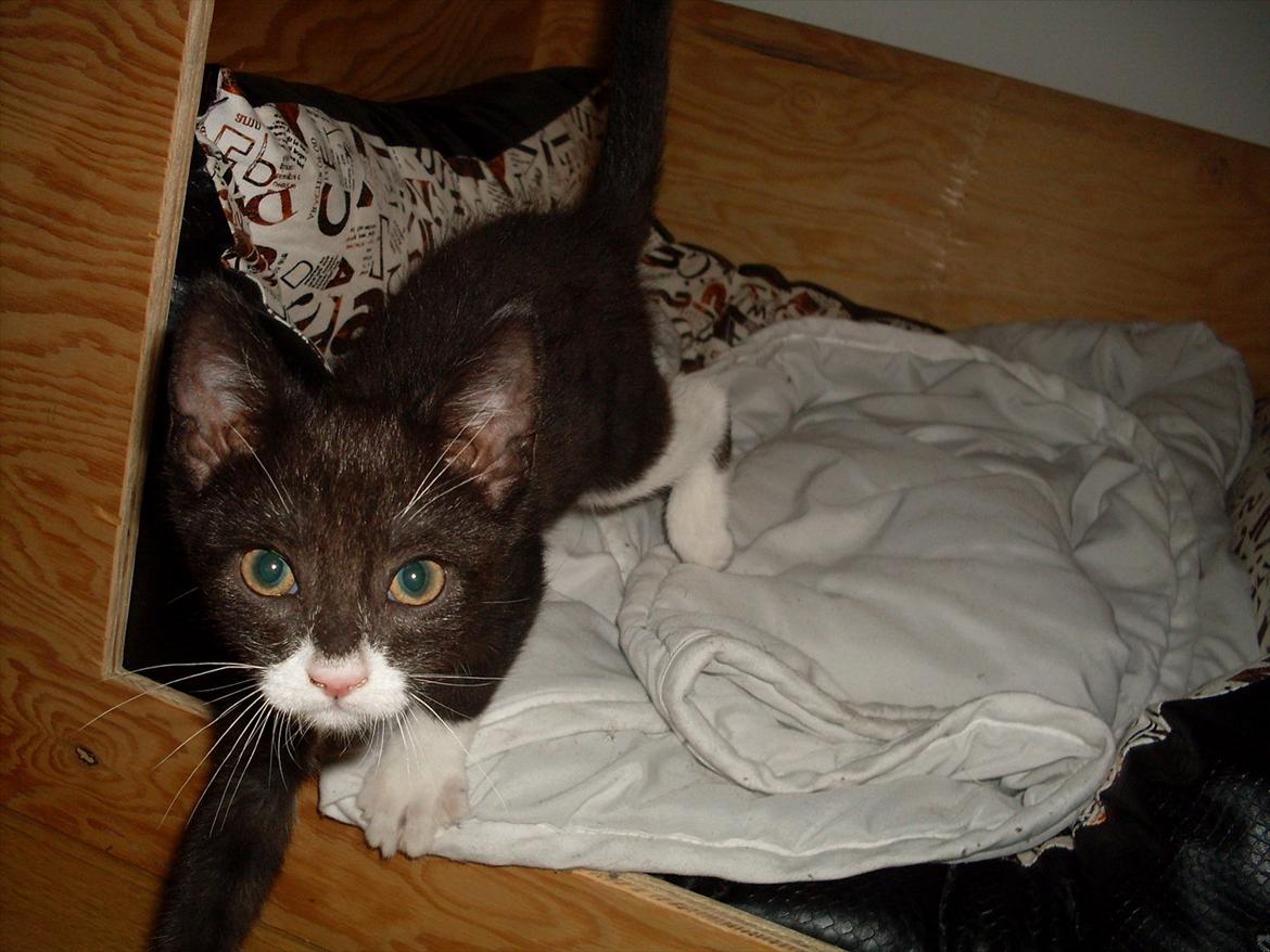 Huskat Nala  billede 9