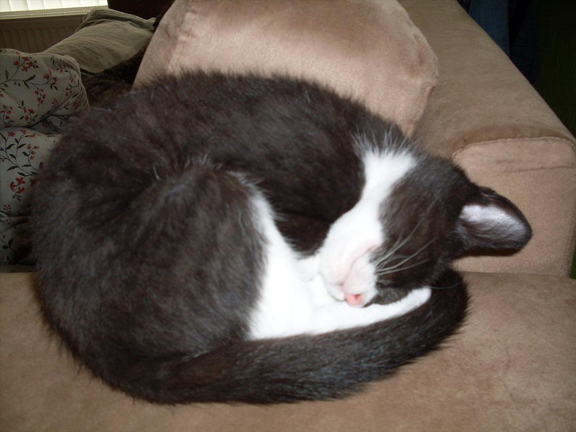 Huskat Nala  billede 10