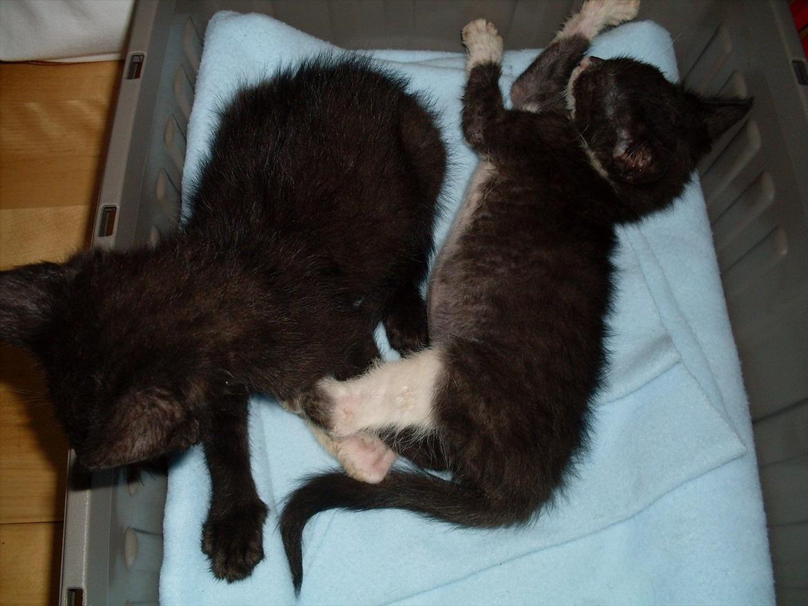 Huskat Nala  billede 11