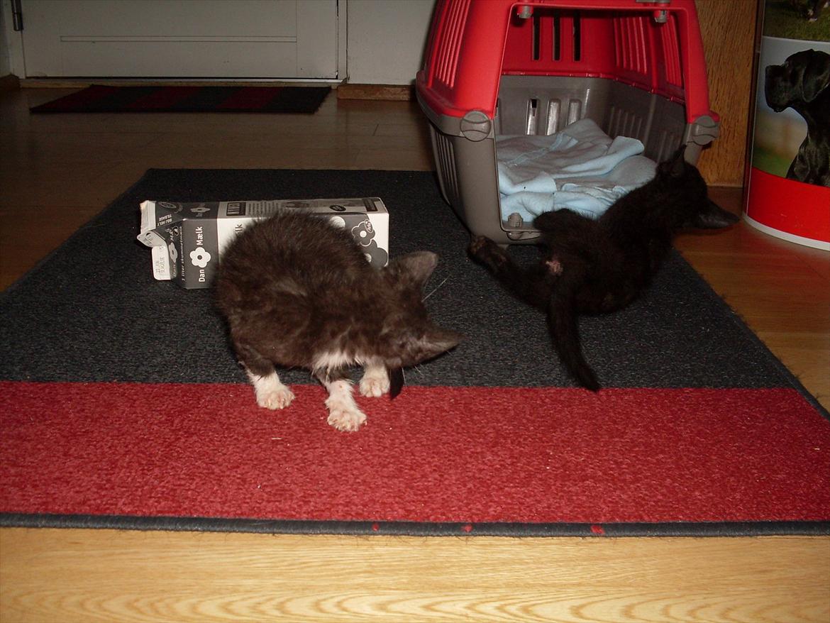 Huskat Nala  billede 12