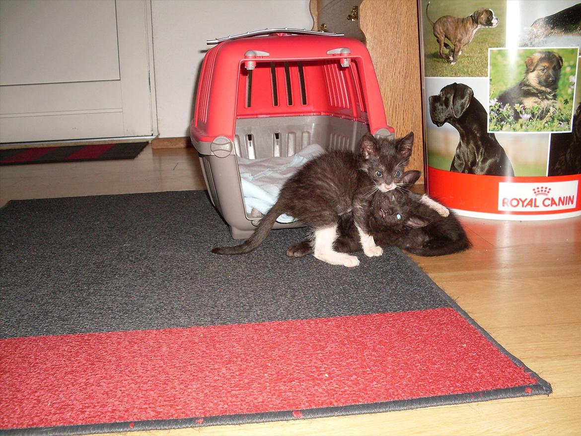 Huskat Nala  - her er jeg lille bitte sammen med min søster billede 13