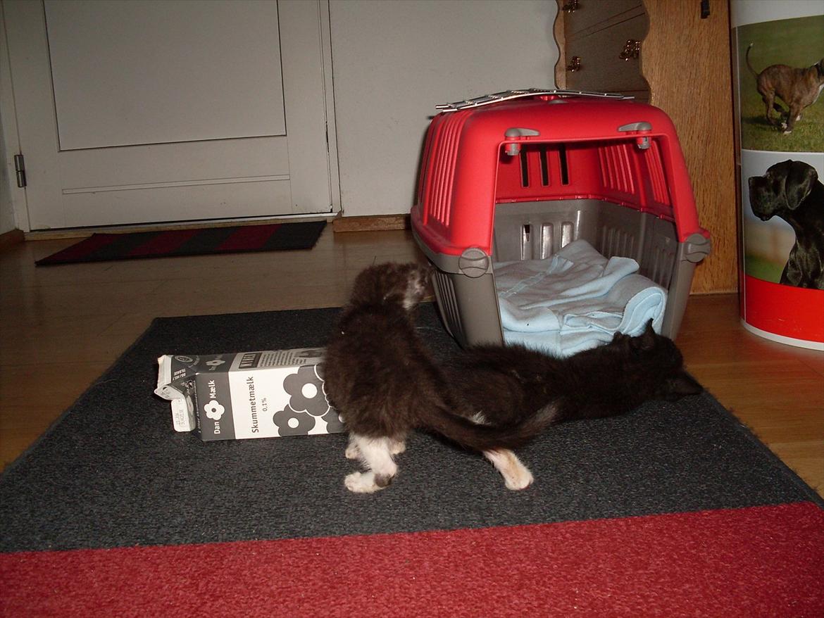 Huskat Nala  billede 14