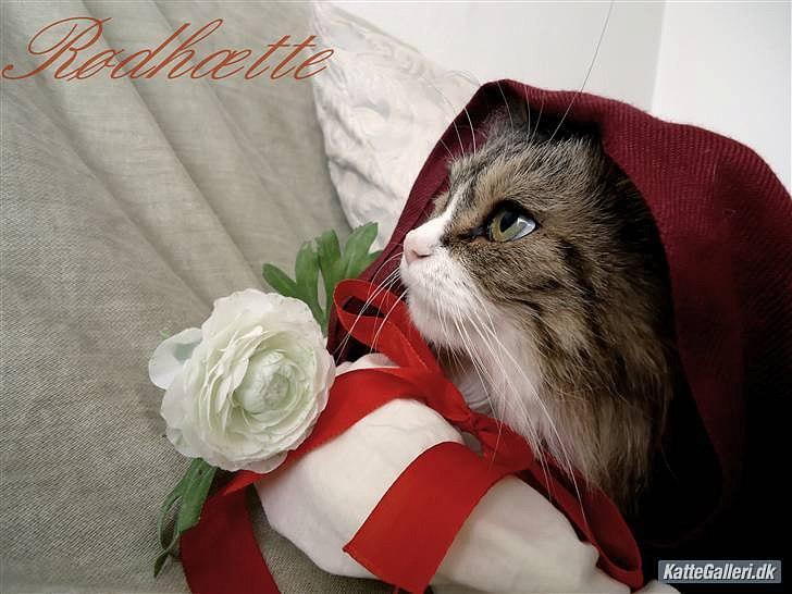 Blanding af racer Missi EFTERLYST - vinder billede af missi i "klik et billede" tama klæd ud :-) billede 20