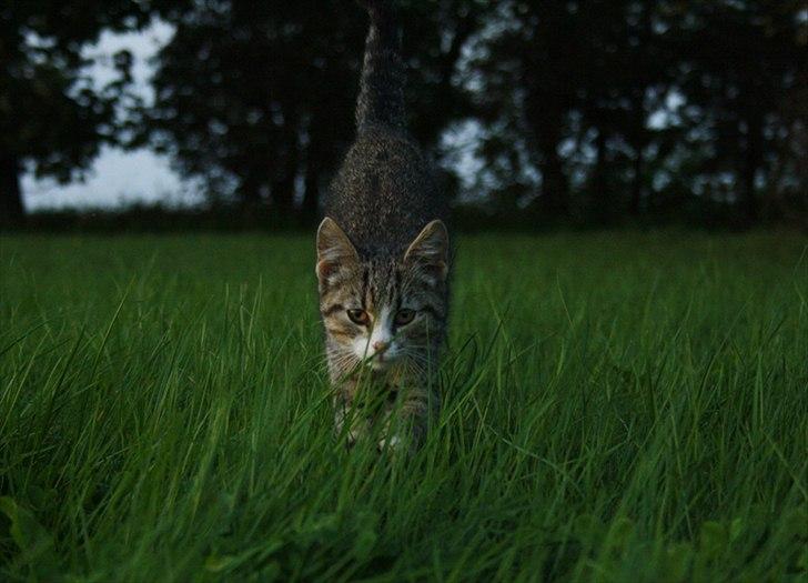 Huskat Baltazar billede 5