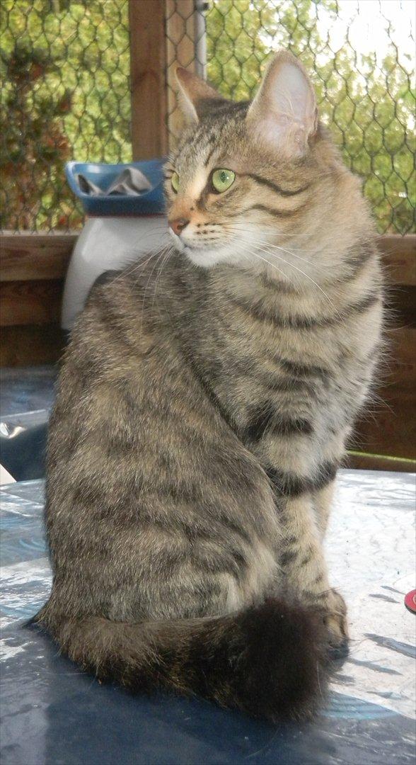 Tyrkisk Angora Füsun von Frankenthal DK - Füsun lørdag den 24. septemper 2011. nyder solen og den dejlige varme billede 15