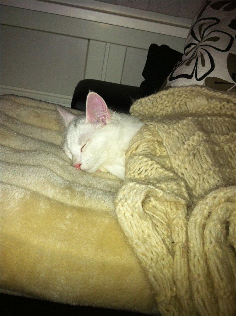 Norsk Skovkat snebold billede 11