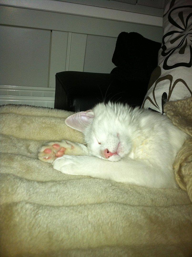 Norsk Skovkat snebold billede 12