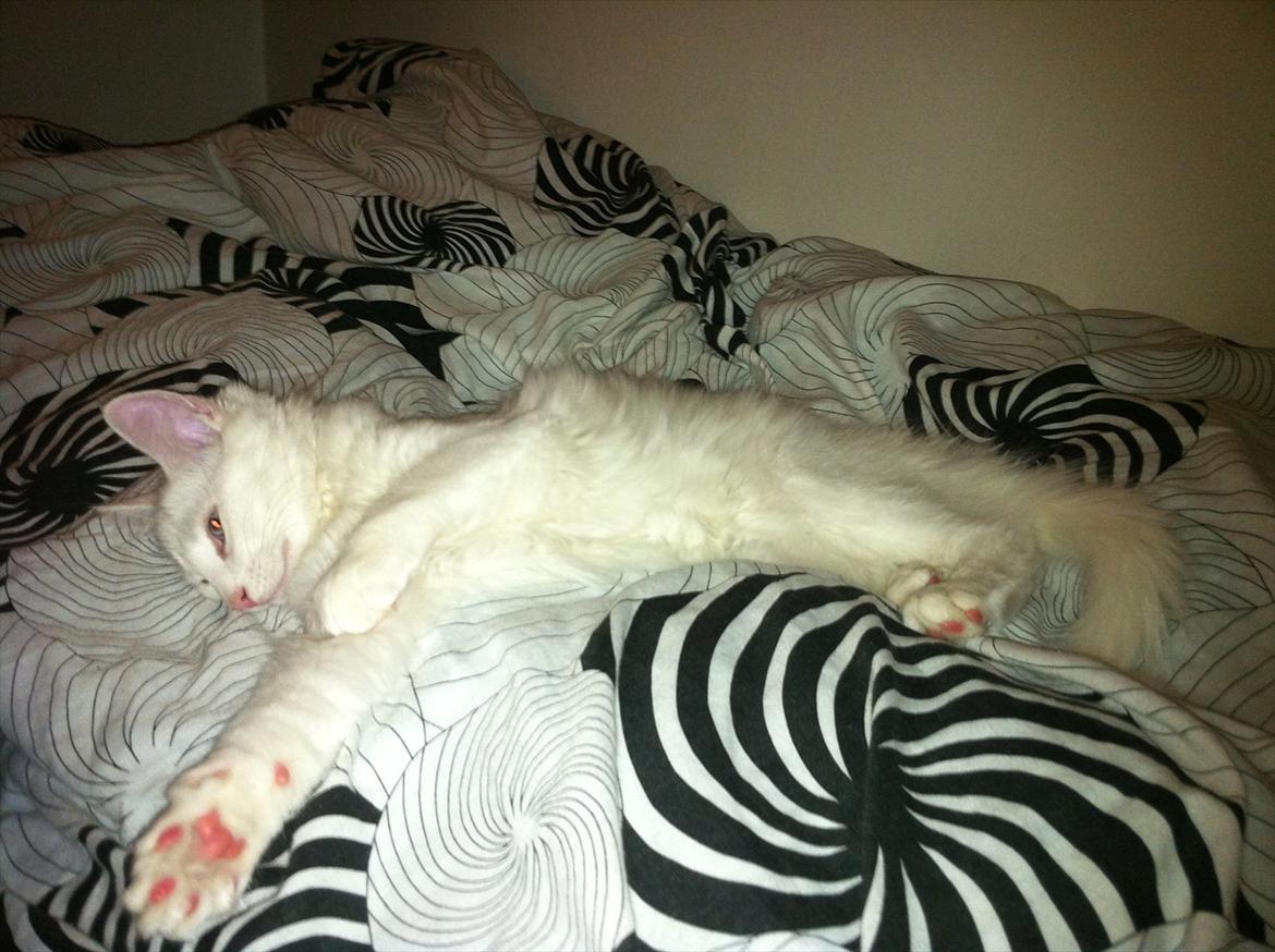 Norsk Skovkat snebold billede 13