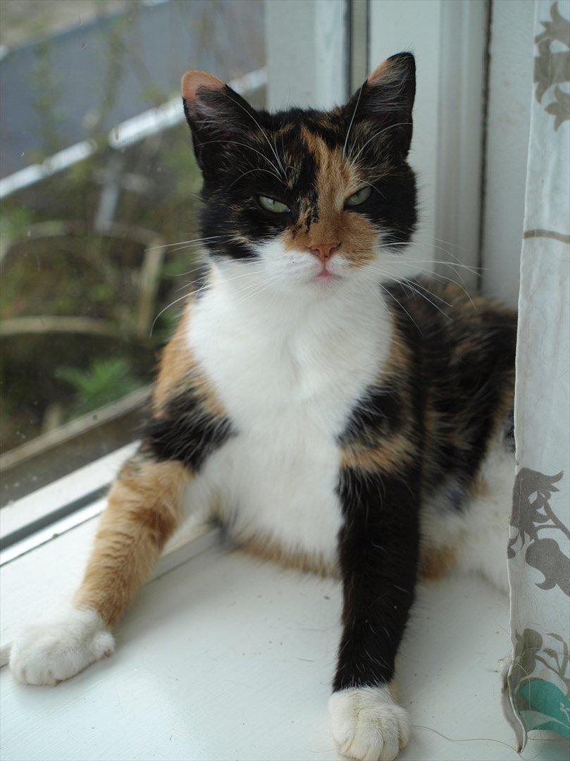 Huskat Missemor billede 1