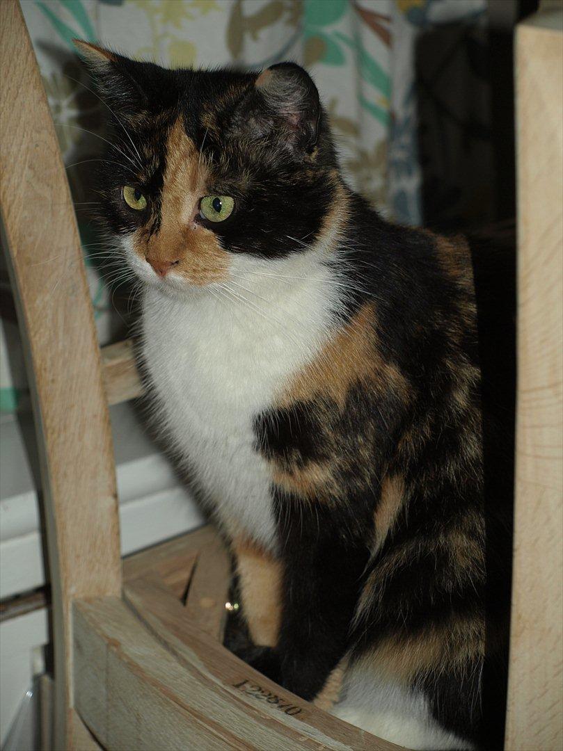 Huskat Missemor billede 2