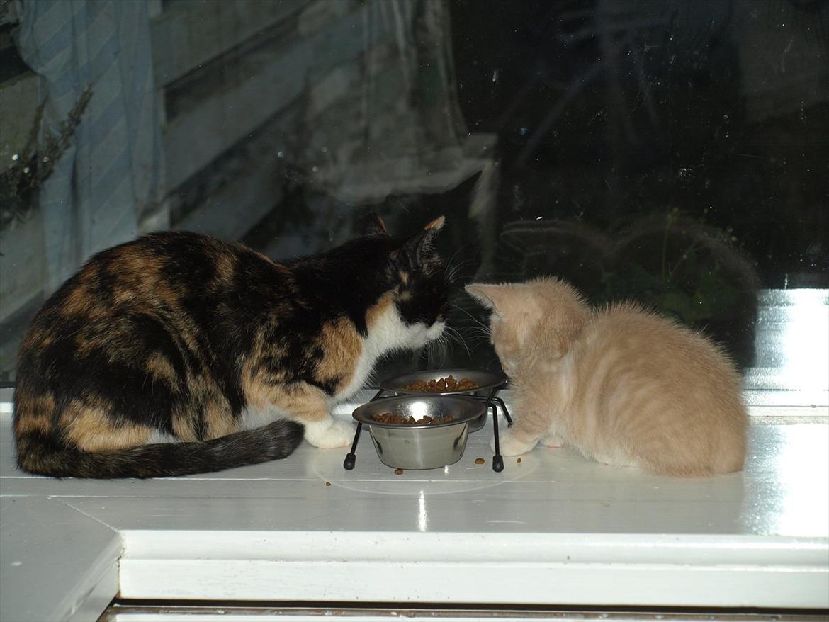 Huskat Missemor billede 4