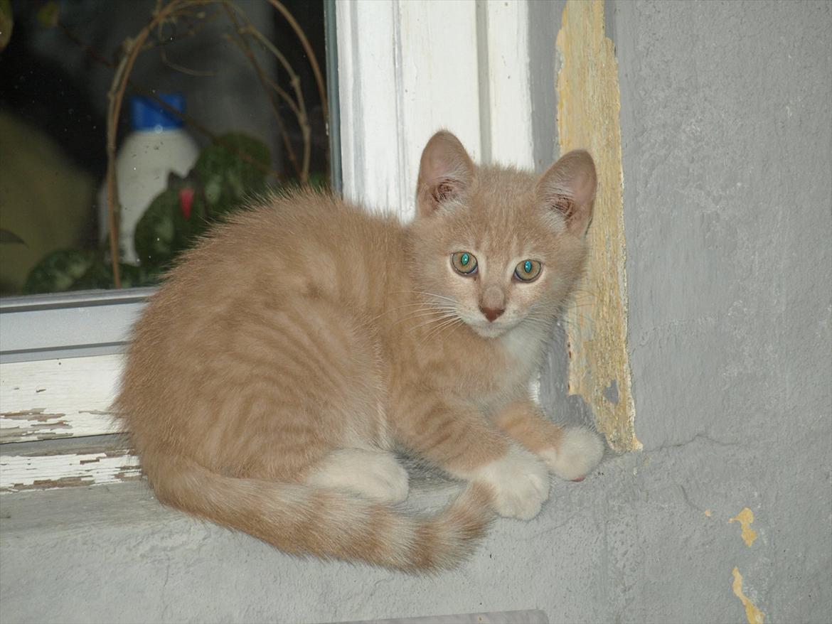 Huskat Ace of Beige billede 1