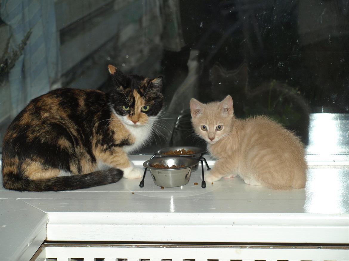 Huskat Ace of Beige billede 2