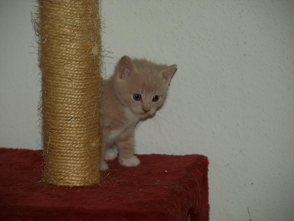 Huskat Ace of Beige billede 3