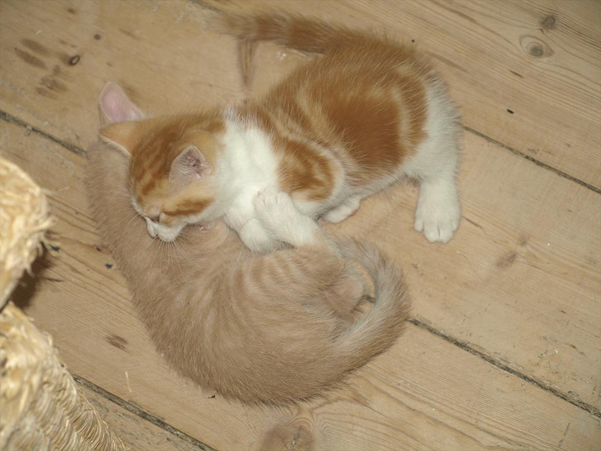 Huskat Ace of Beige billede 4