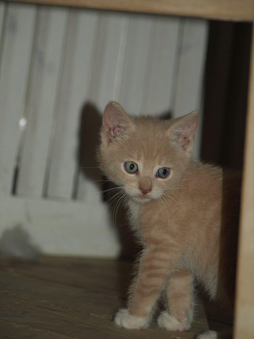 Huskat Ace of Beige billede 5