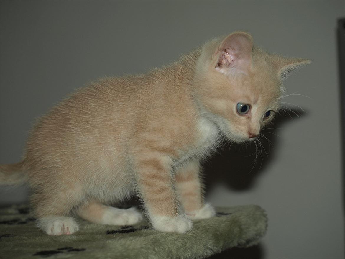 Huskat Ace of Beige billede 6