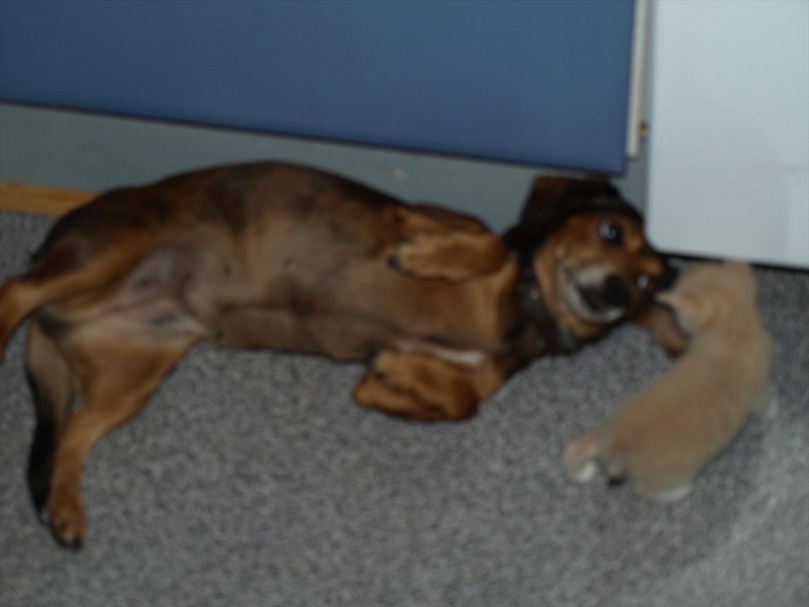 Huskat Ace of Beige billede 7