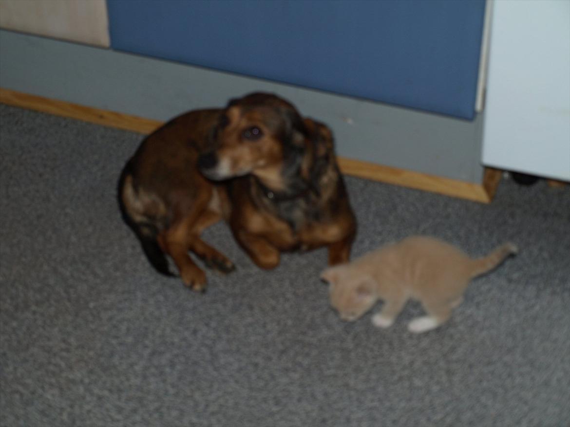 Huskat Ace of Beige billede 8