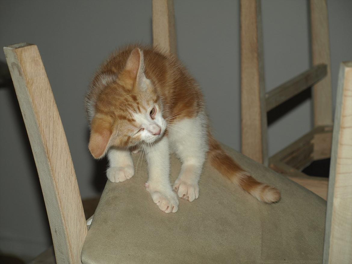 Huskat Benjamin billede 1