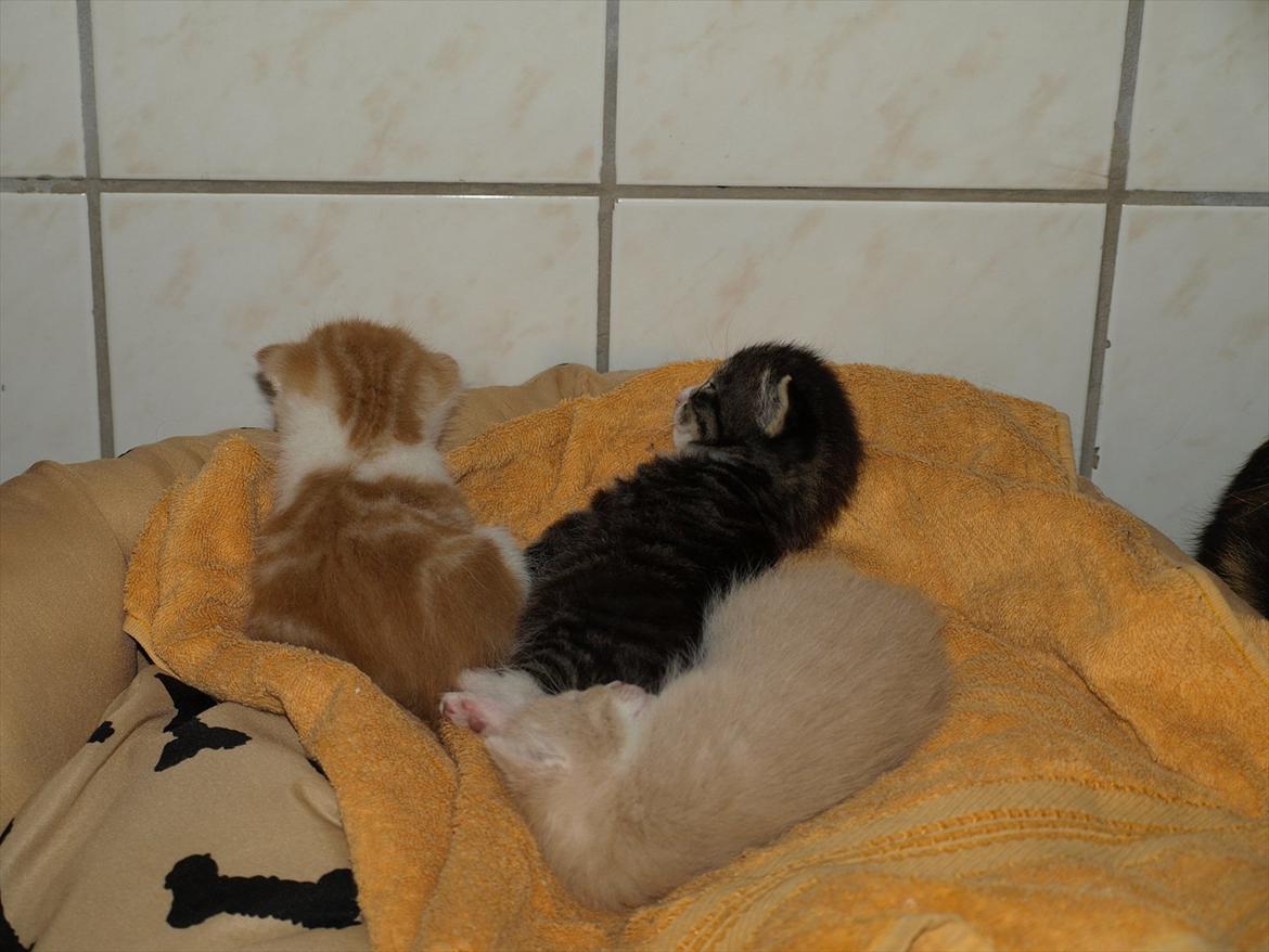 Huskat Benjamin billede 2