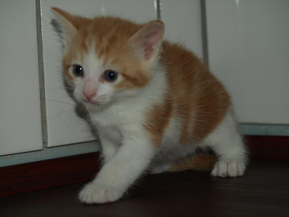 Huskat Benjamin billede 3