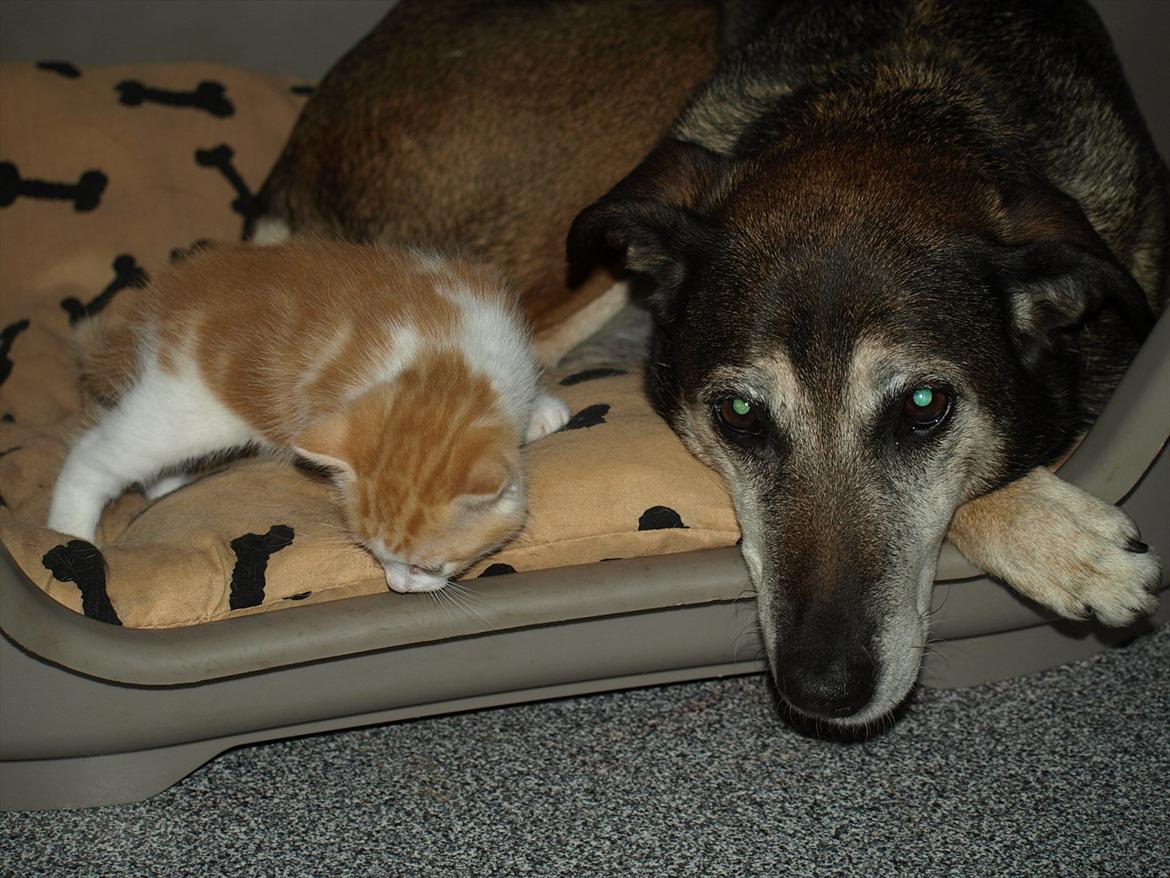 Huskat Benjamin billede 4