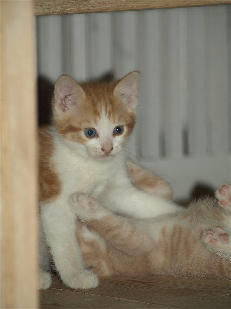 Huskat Benjamin billede 5