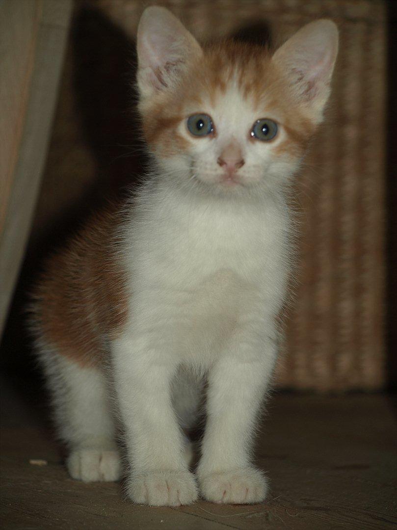 Huskat Benjamin billede 6