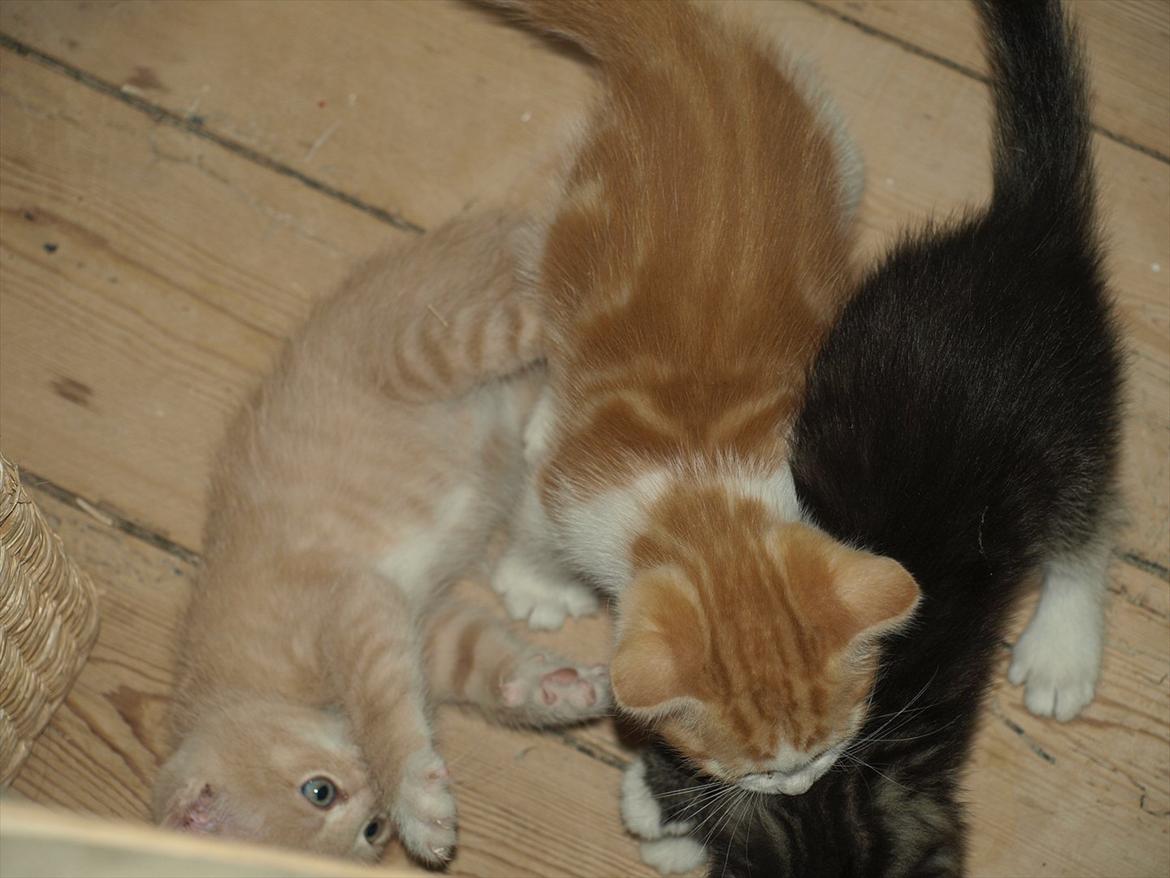 Huskat Benjamin billede 7