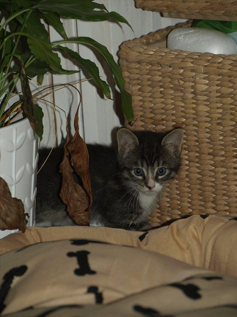 Huskat ABE kat *R.I.P* billede 1