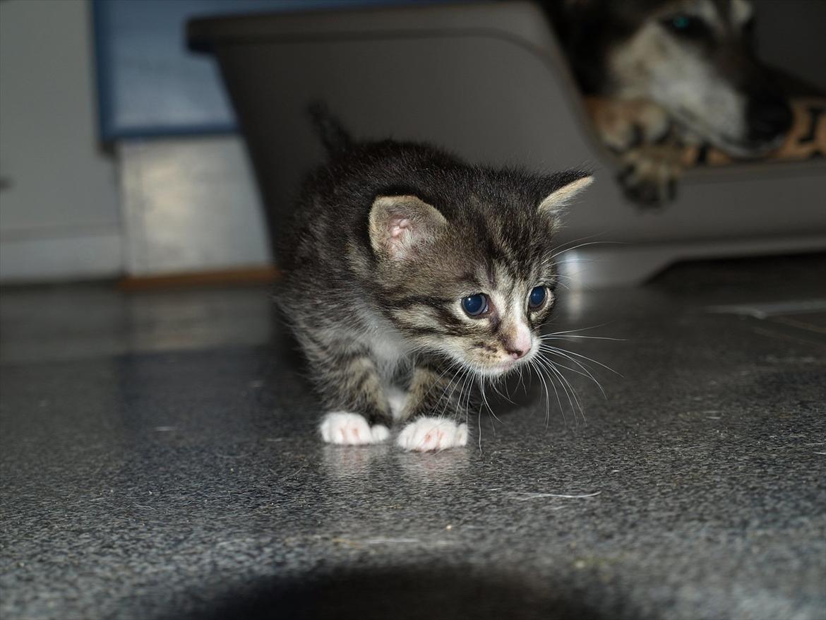 Huskat ABE kat *R.I.P* billede 2