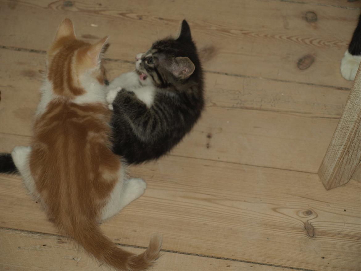 Huskat ABE kat *R.I.P* billede 3