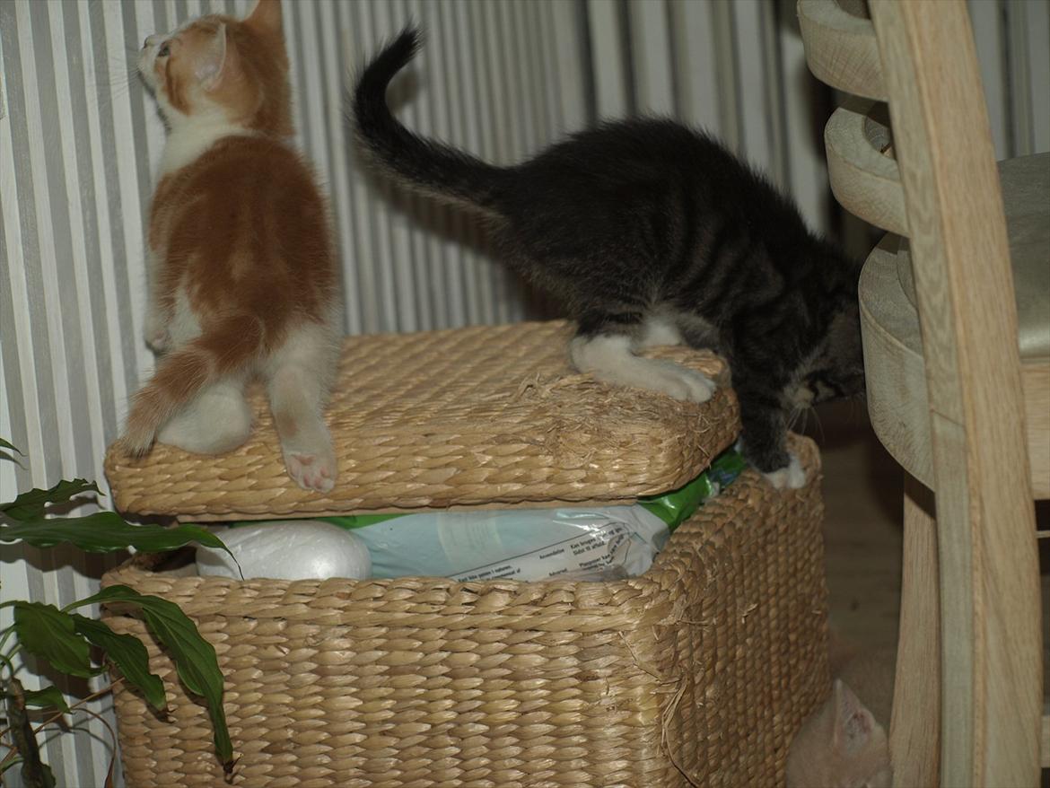 Huskat ABE kat *R.I.P* billede 4