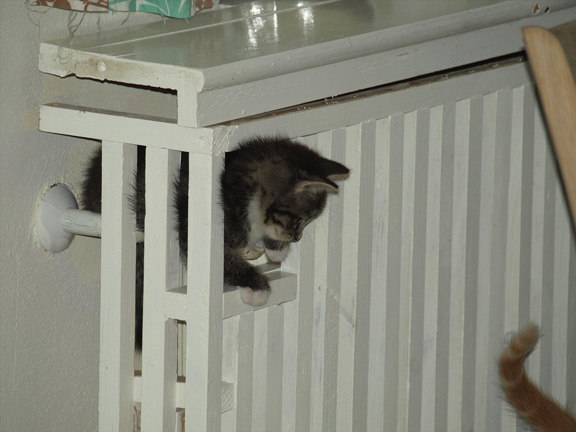 Huskat ABE kat *R.I.P* billede 5