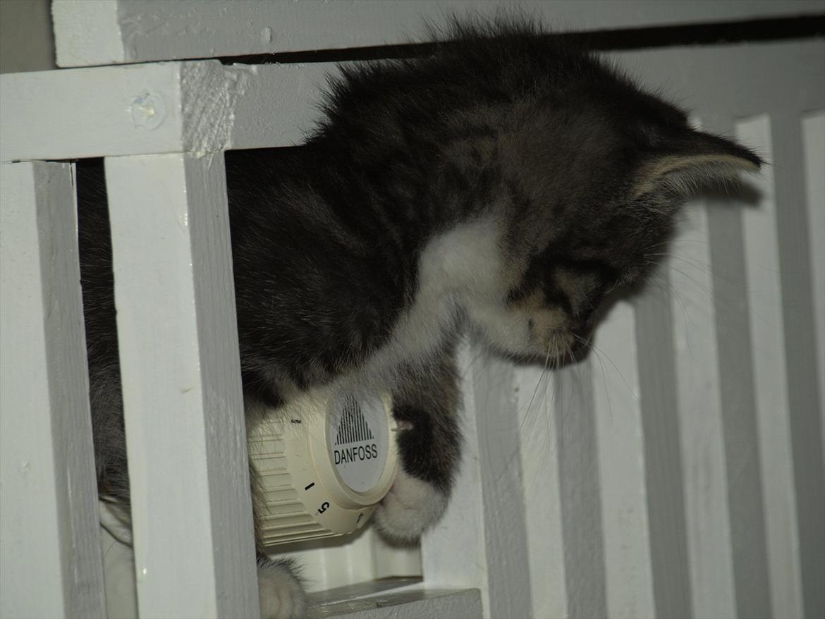 Huskat ABE kat *R.I.P* billede 6