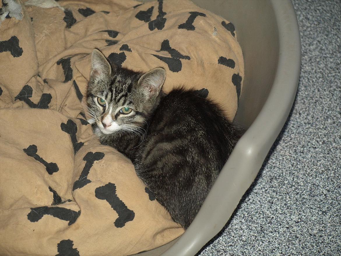 Huskat ABE kat *R.I.P* billede 7