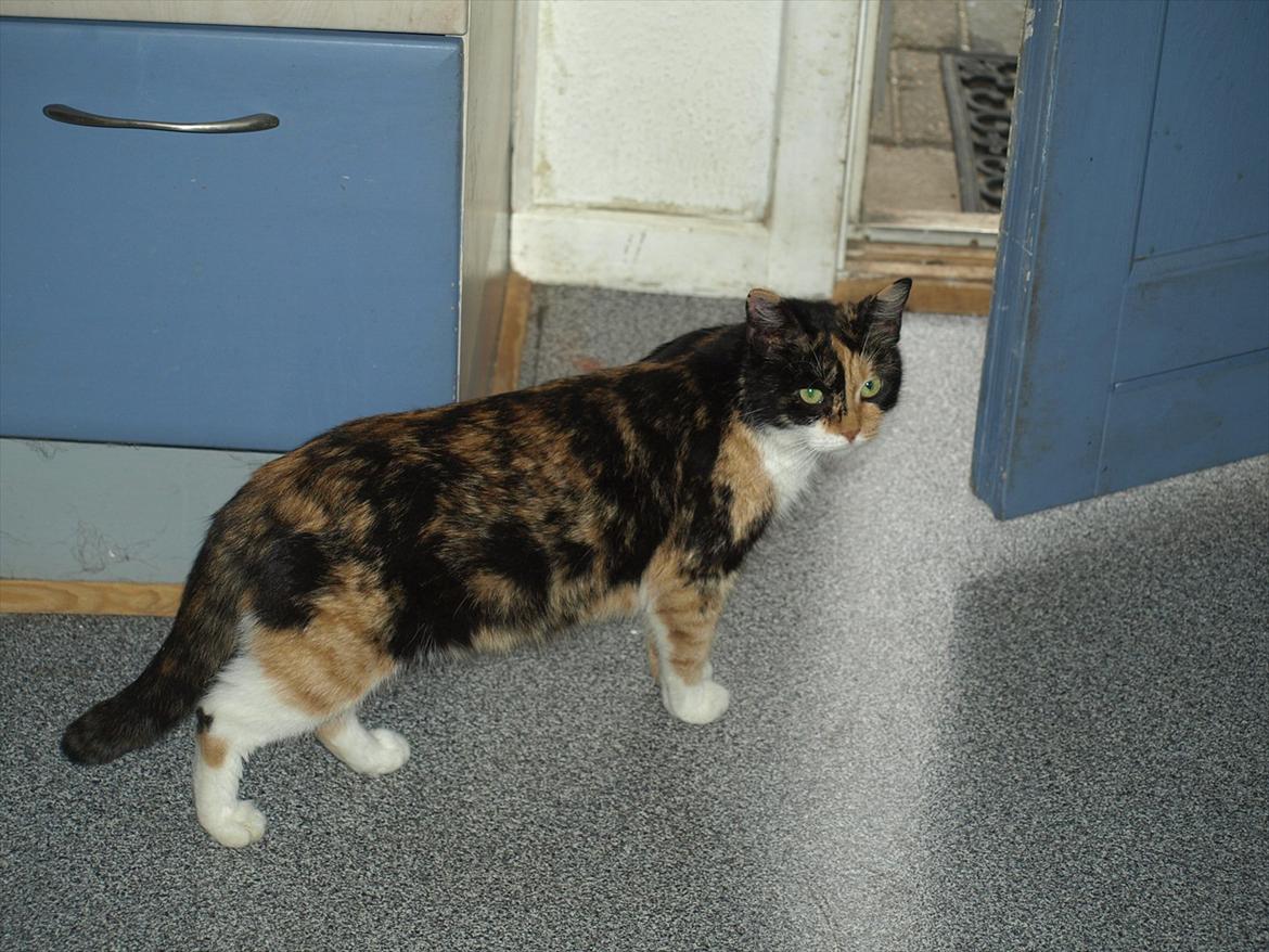 Huskat Missemor billede 6