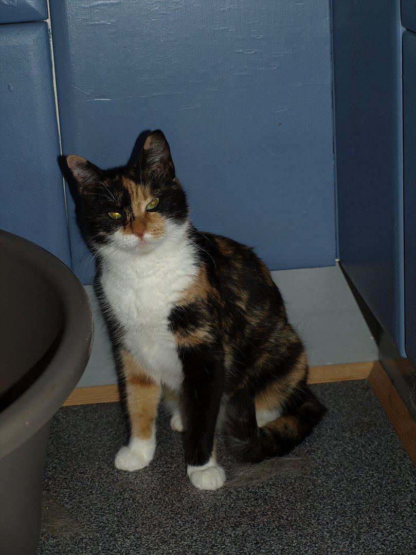 Huskat Missemor billede 7