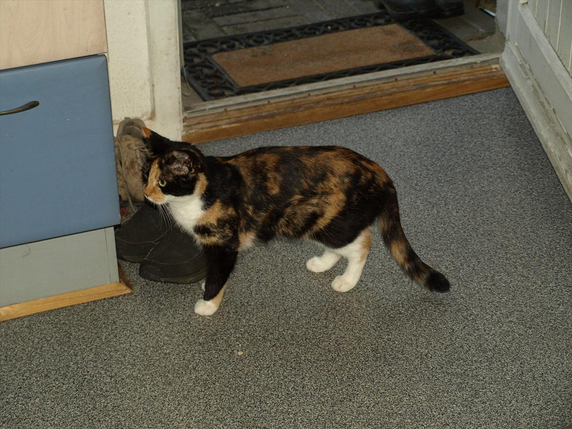 Huskat Missemor billede 8