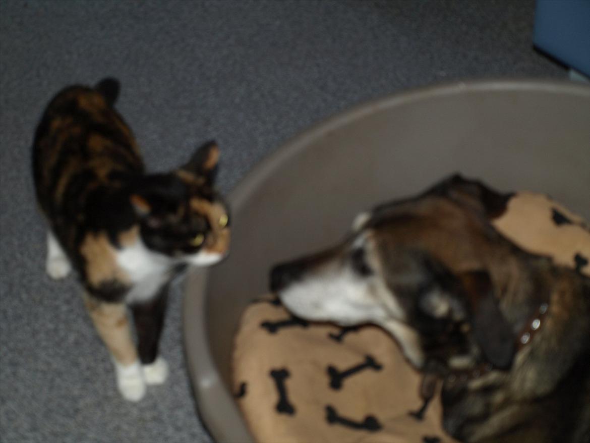 Huskat Missemor billede 9