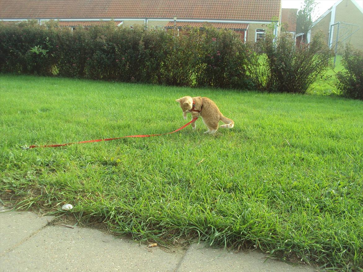 Huskat Pelle billede 19