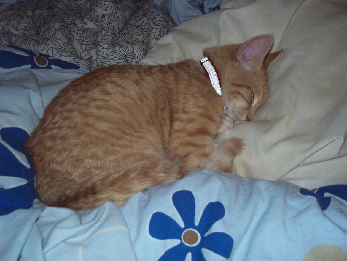 Huskat Pelle billede 20