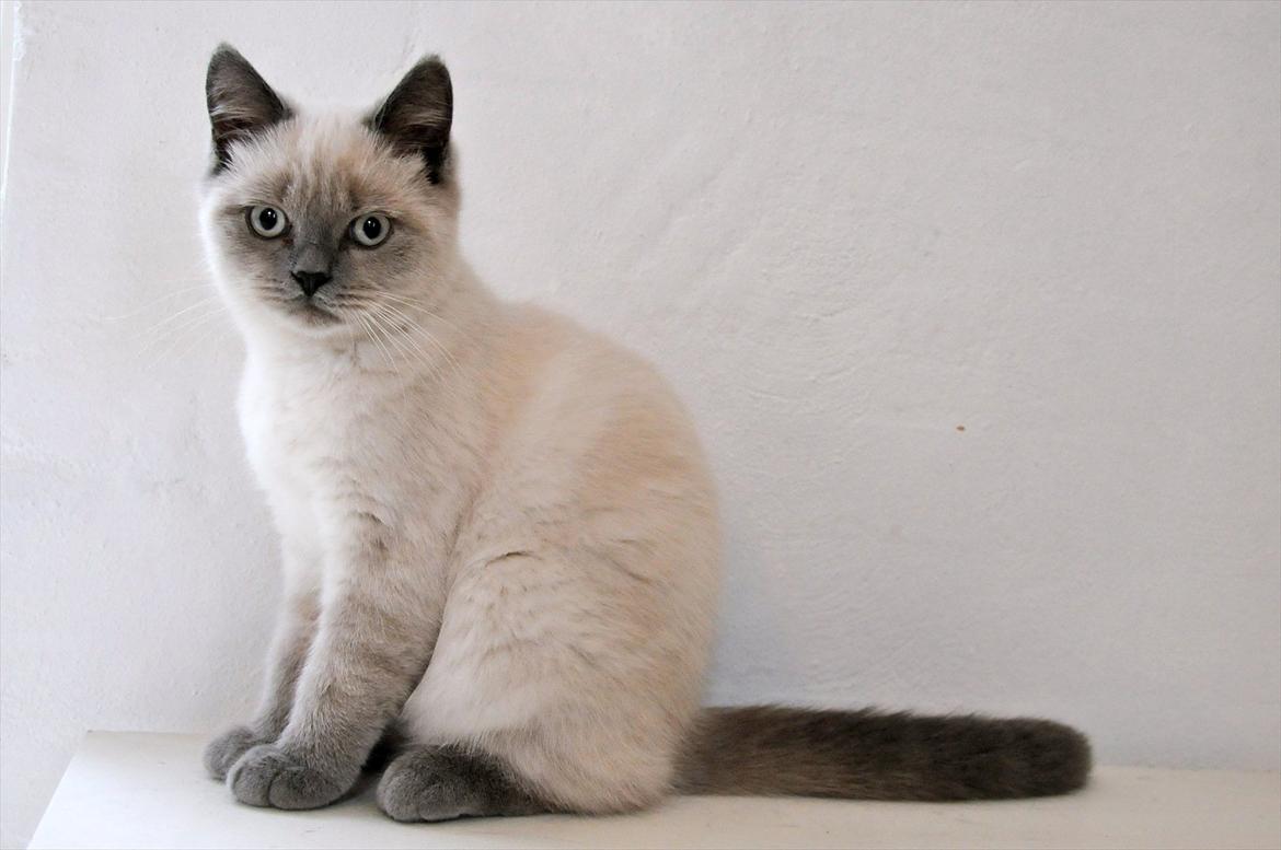 British Shorthair Figi's Bell billede 2