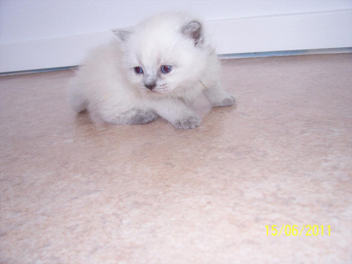 British Shorthair Figi's Bell billede 3