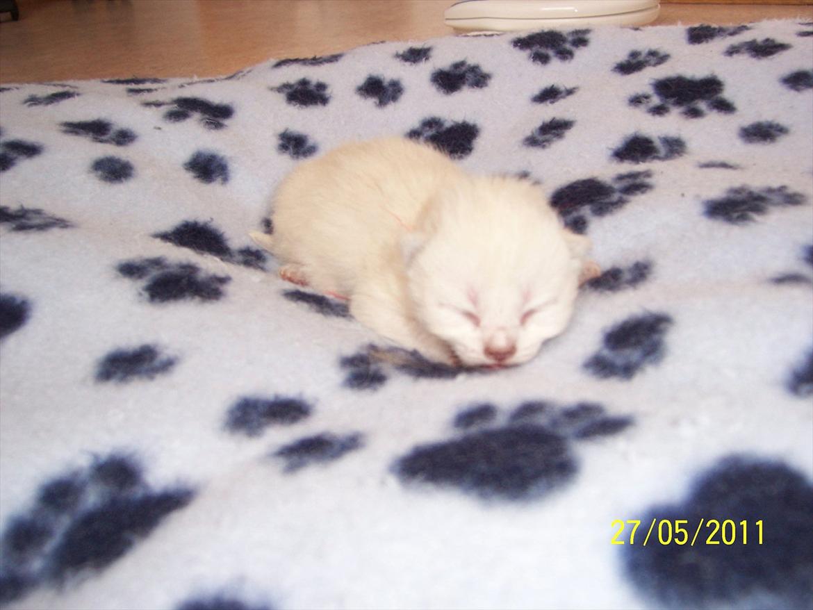 British Shorthair Figi's Bell billede 4