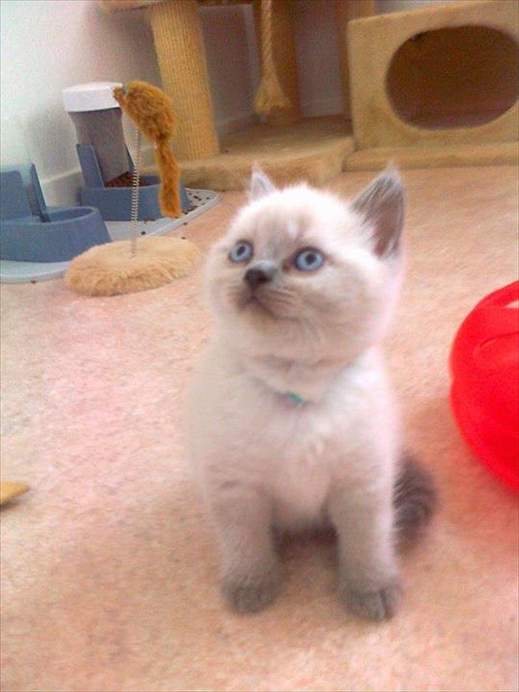 British Shorthair Figi's Bell billede 5