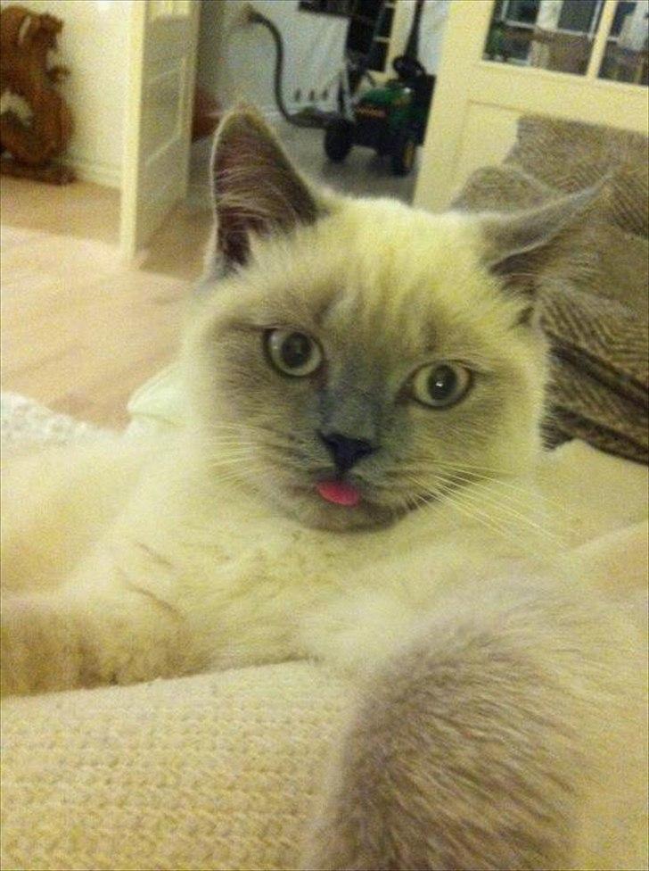 British Shorthair Figi's Bell billede 8